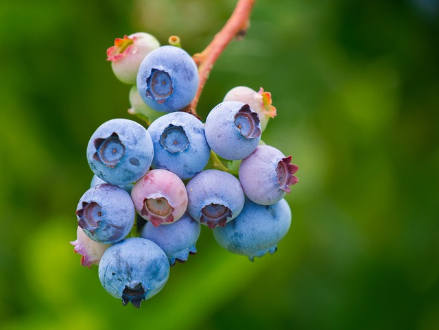 fruits